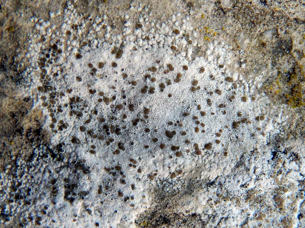 Lecanora sp. ?